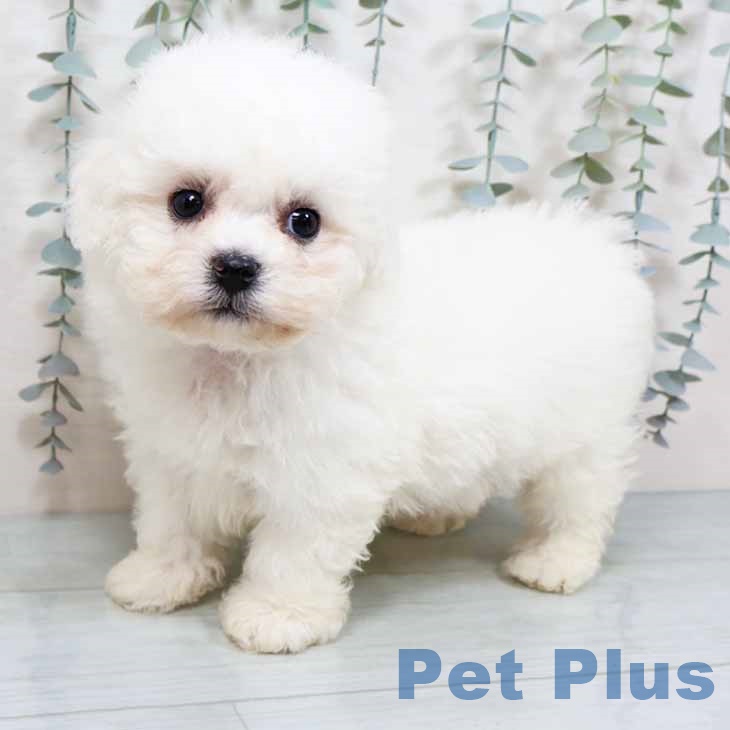 大阪府のビションフリーゼ (ペットプラス イオン大日店/2025年10月28日生まれ/男の子/ホワイト)の子犬の2枚目の画像