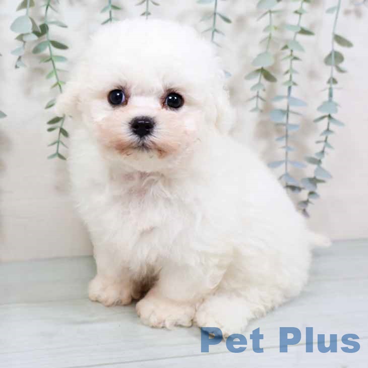 兵庫県のビションフリーゼ (ペットプラス 神戸三宮店/2025年10月28日生まれ/男の子/ホワイト)の子犬の1枚目の画像