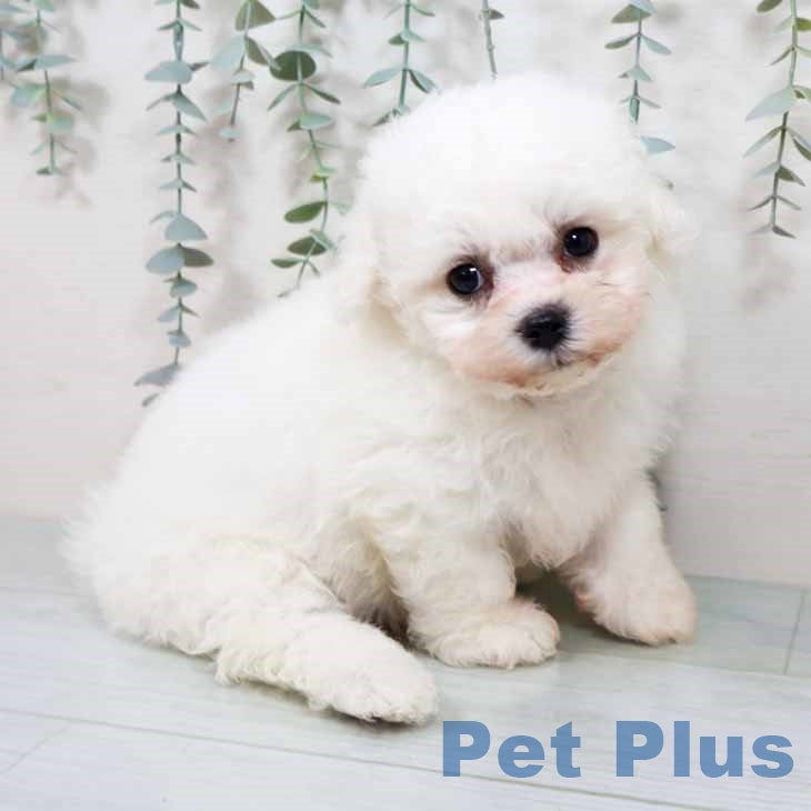 兵庫県のビションフリーゼ (ペットプラス 神戸三宮店/2025年10月28日生まれ/男の子/ホワイト)の子犬の2枚目の画像