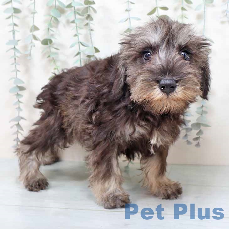 京都府のミニチュアシュナウザー (ペットプラス イオンモールKYOTO店/2025年10月24日生まれ/女の子/ソルトペッパー)の子犬の1枚目の画像