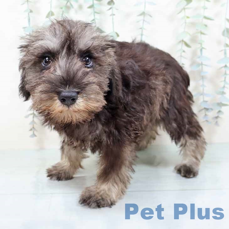 京都府のミニチュアシュナウザー (ペットプラス イオンモールKYOTO店/2025年10月24日生まれ/女の子/ソルトペッパー)の子犬の2枚目の画像