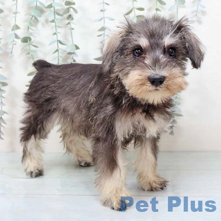 大阪府のミニチュアシュナウザー (ペットプラス 堺北花田店/2025年10月24日生まれ/女の子/ソルトペッパー)の子犬の1枚目の画像