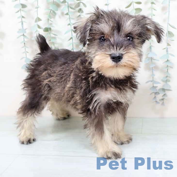奈良県のミニチュアシュナウザー (ペットプラス 大和郡山店/2025年10月24日生まれ/女の子/ソルトペッパー)の子犬の1枚目の画像