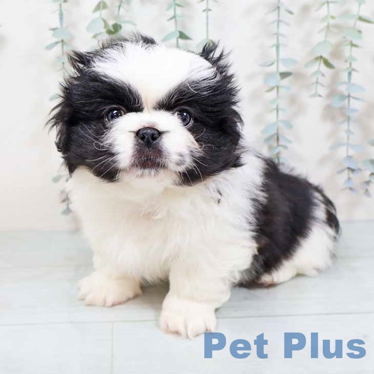 奈良県のペキニーズ (ペットプラス 大和郡山店/2025年10月31日生まれ/男の子/パーティーカラー)の子犬の1枚目の画像