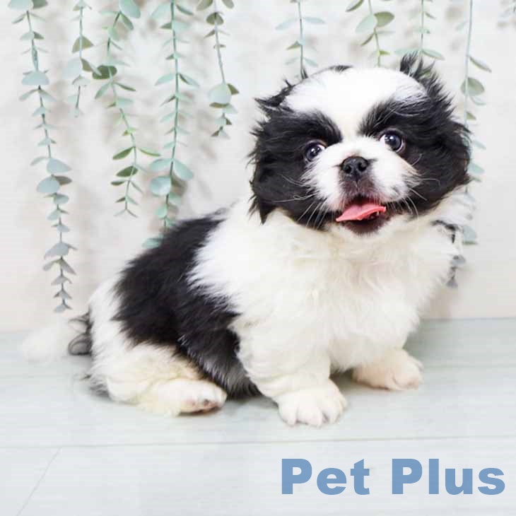 奈良県のペキニーズ (ペットプラス 大和郡山店/2025年10月31日生まれ/男の子/パーティーカラー)の子犬の2枚目の画像