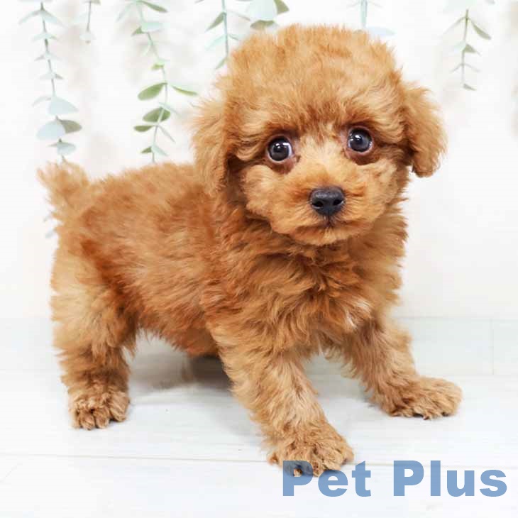 大阪府のトイプードル(トイ) (ペットプラス 四條畷店/2025年11月1日生まれ/男の子/レッド)の子犬