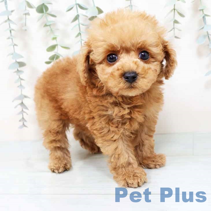 京都府のトイプードル(トイ) (ペットプラス 京都桂川店/2025年11月1日生まれ/男の子/レッド)の子犬の1枚目の画像