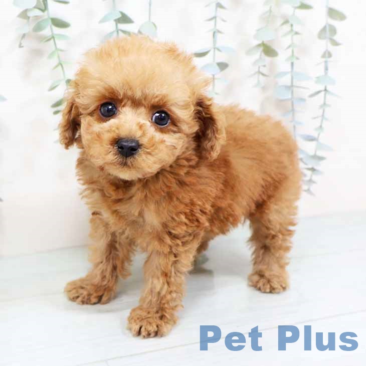 京都府のトイプードル(トイ) (ペットプラス 京都桂川店/2025年11月1日生まれ/男の子/レッド)の子犬の2枚目の画像