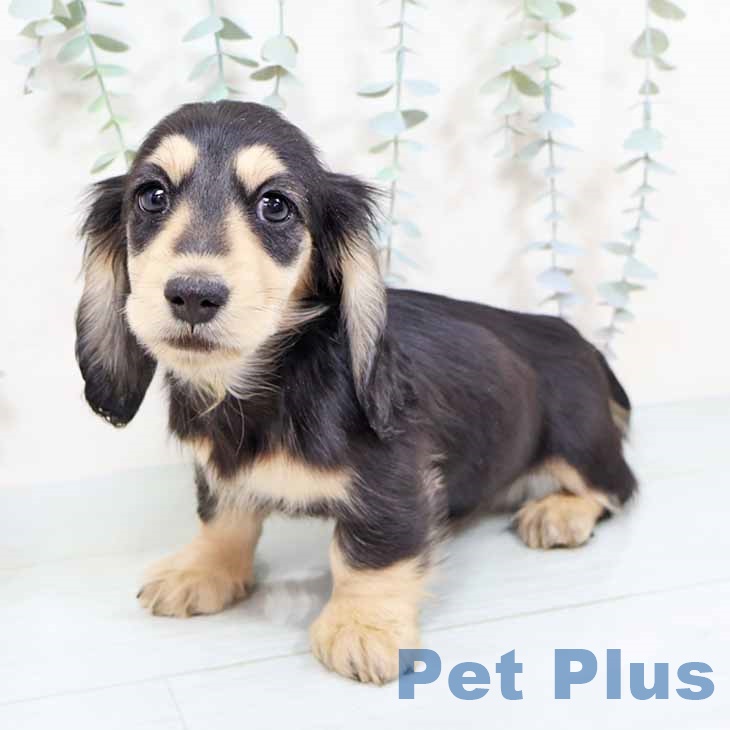 大阪府のミニチュアダックスフンド(ロング) (ペットプラス りんくう泉南店/2025年10月28日生まれ/男の子/ブラックイエロー)の子犬