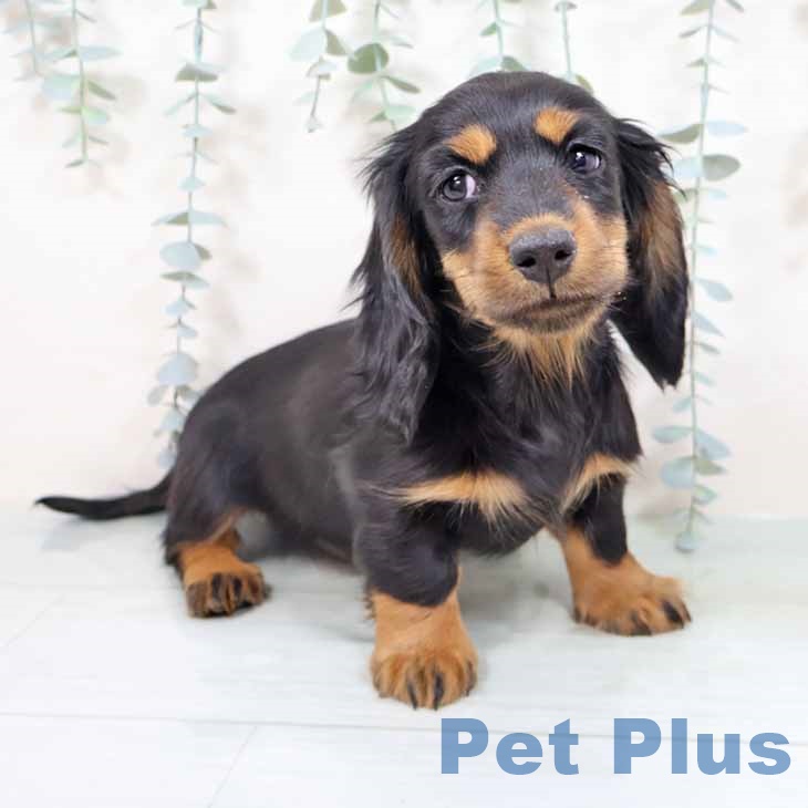 兵庫県のミニチュアダックスフンド(ロング) (ペットプラス 姫路大津店/2025年10月28日生まれ/男の子/ブラックタン)の子犬の1枚目の画像