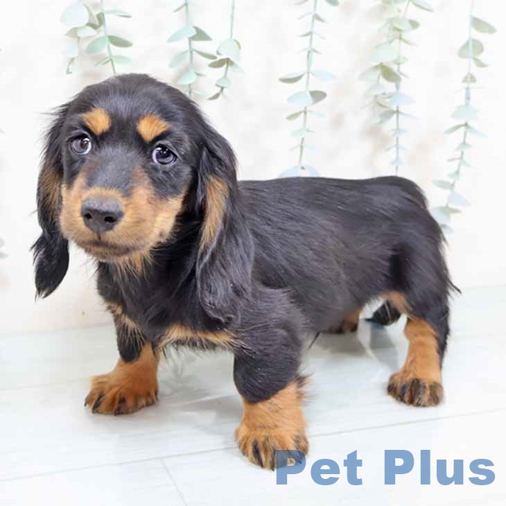 兵庫県のミニチュアダックスフンド(ロング) (ペットプラス 姫路大津店/2025年10月28日生まれ/男の子/ブラックタン)の子犬の2枚目の画像