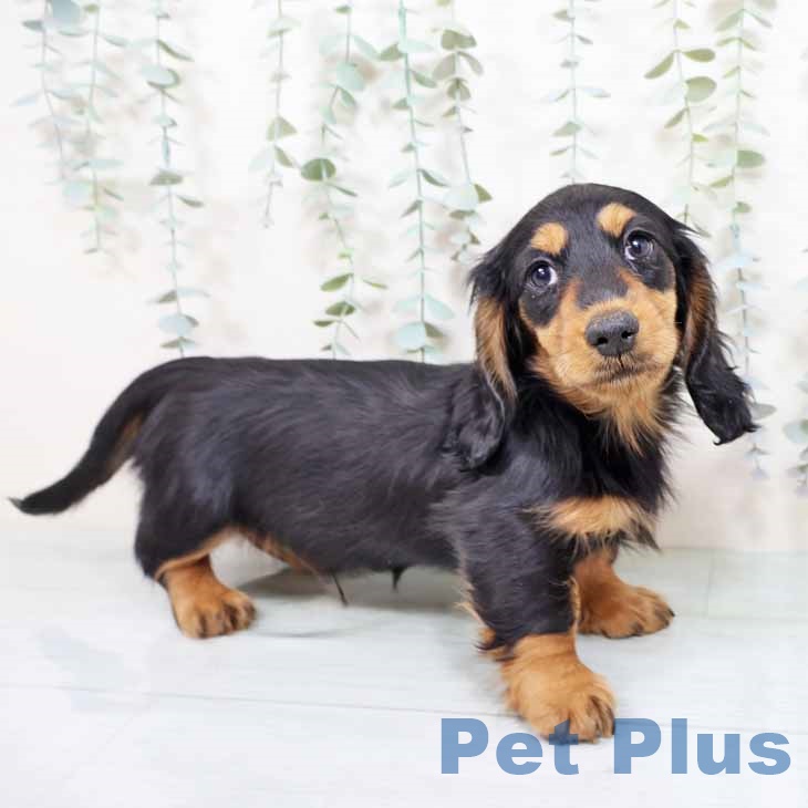 京都府のミニチュアダックスフンド(ロング) (ペットプラス 醍醐店/2025年10月28日生まれ/男の子/ブラックタン)の子犬の1枚目の画像