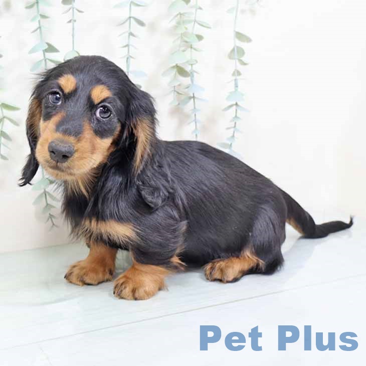 京都府のミニチュアダックスフンド(ロング) (ペットプラス 醍醐店/2025年10月28日生まれ/男の子/ブラックタン)の子犬の2枚目の画像