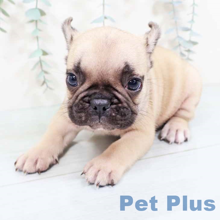 大阪府のフレンチブルドッグ (ペットプラス 大阪ドームシティ店/2025年10月25日生まれ/男の子/フォーン)の子犬の1枚目の画像