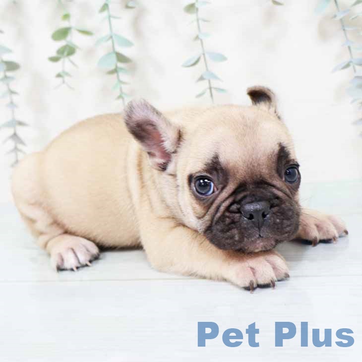 大阪府のフレンチブルドッグ (ペットプラス 大阪ドームシティ店/2025年10月25日生まれ/男の子/フォーン)の子犬の2枚目の画像