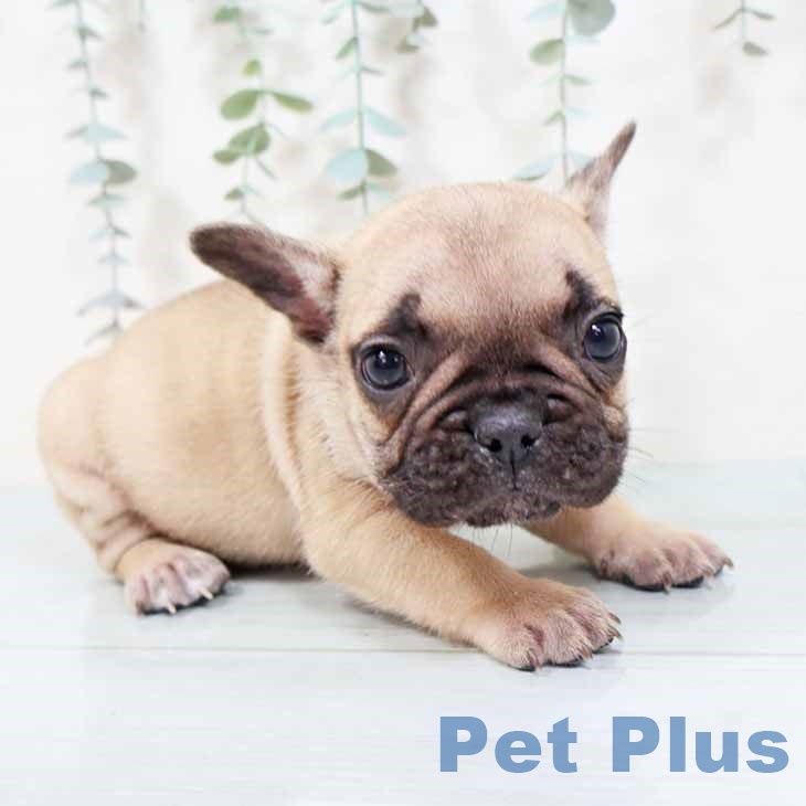 奈良県のフレンチブルドッグ (ペットプラス 大和郡山店/2025年10月25日生まれ/男の子/フォーン)の子犬の2枚目の画像