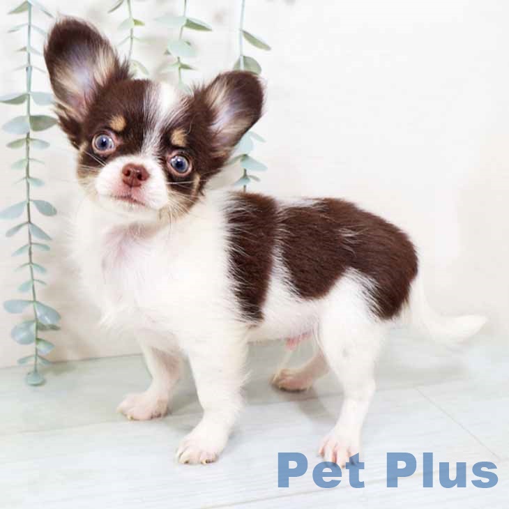 大阪府のチワワ(ロング) (ペットプラス 堺北花田店/2025年10月3日生まれ/男の子/チョコレートホワイトタン)の子犬の1枚目の画像