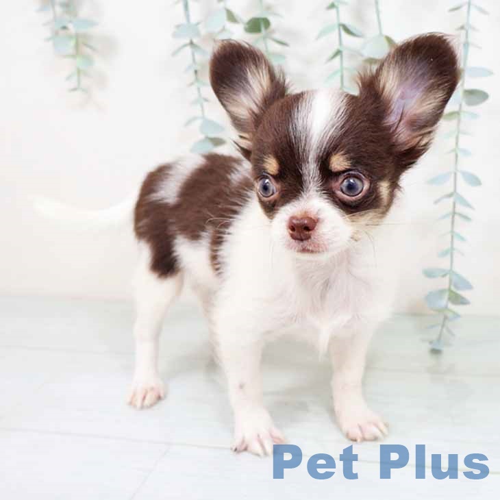 大阪府のチワワ(ロング) (ペットプラス 堺北花田店/2025年10月3日生まれ/男の子/チョコレートホワイトタン)の子犬の2枚目の画像
