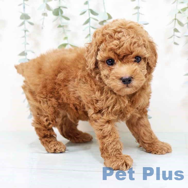 大阪府のトイプードル(トイ) (ペットプラス りんくう泉南店/2025年10月31日生まれ/男の子/レッドフォーン)の子犬の1枚目の画像