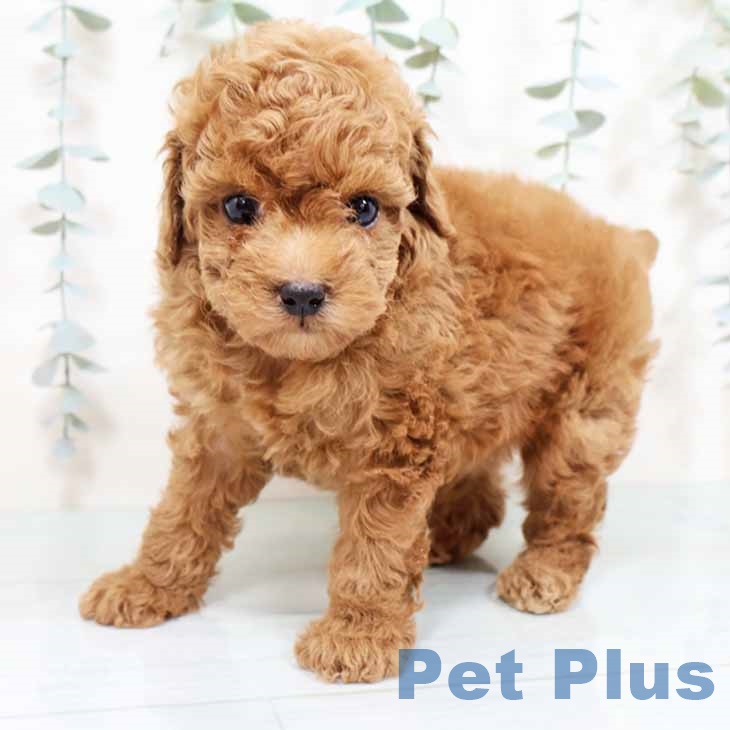 大阪府のトイプードル(トイ) (ペットプラス りんくう泉南店/2025年10月31日生まれ/男の子/レッドフォーン)の子犬の2枚目の画像