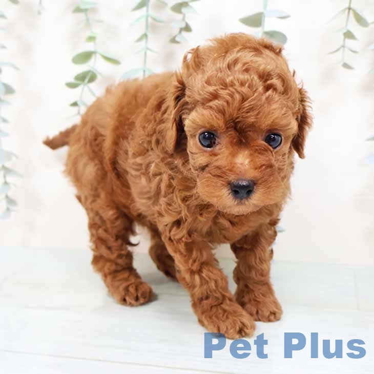 兵庫県のトイプードル(トイ) (ペットプラス 神戸三宮店/2025年10月31日生まれ/女の子/レッドフォーン)の子犬の2枚目の画像