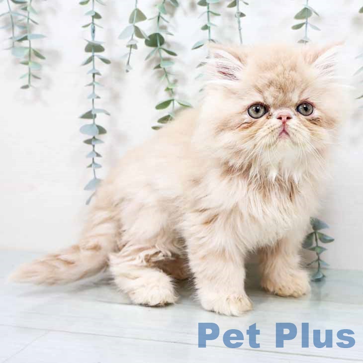 岡山県のエキゾチック (ペットプラス 岡山店/2025年10月31日生まれ/男の子/クリーム)の子猫の1枚目の画像