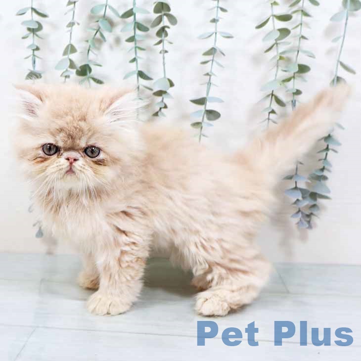 岡山県のエキゾチック (ペットプラス 岡山店/2025年10月31日生まれ/男の子/クリーム)の子猫の2枚目の画像