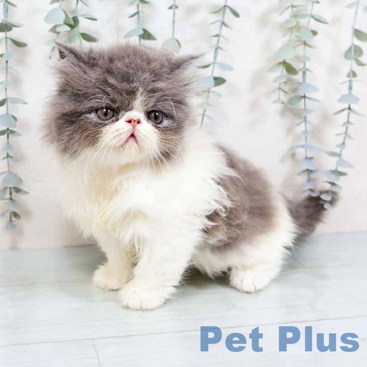 京都府のエキゾチック (ペットプラス イオンモールKYOTO店/2025年10月31日生まれ/男の子/ブルーホワイト)の子猫の1枚目の画像
