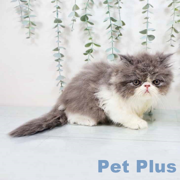 京都府のエキゾチック (ペットプラス イオンモールKYOTO店/2025年10月31日生まれ/男の子/ブルーホワイト)の子猫の2枚目の画像