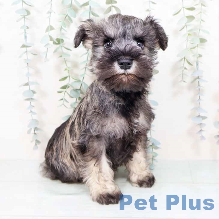 大阪府のミニチュアシュナウザー (ペットプラス イオン大日店/2025年11月1日生まれ/男の子/ソルトペッパー)の子犬の1枚目の画像