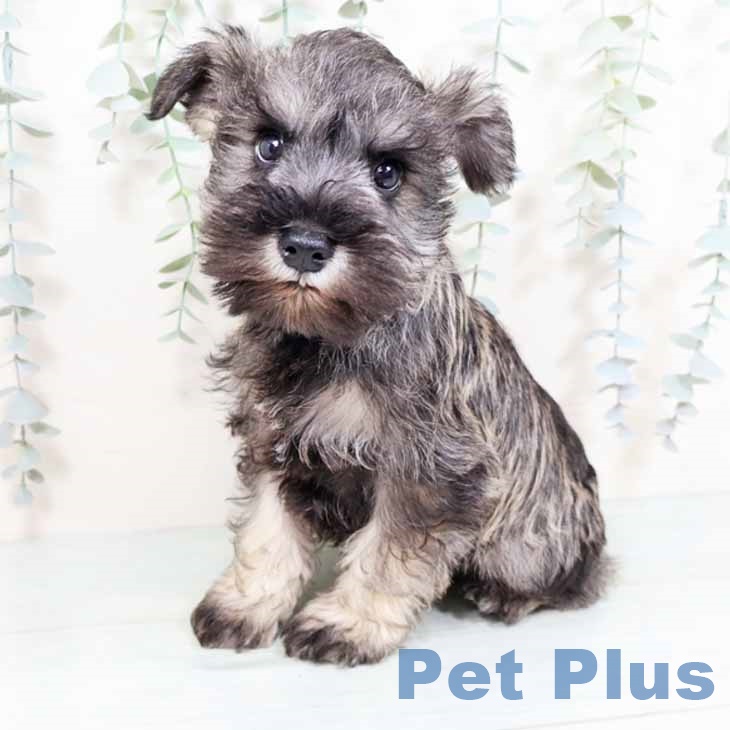 大阪府のミニチュアシュナウザー (ペットプラス イオン大日店/2025年11月1日生まれ/男の子/ソルトペッパー)の子犬の2枚目の画像