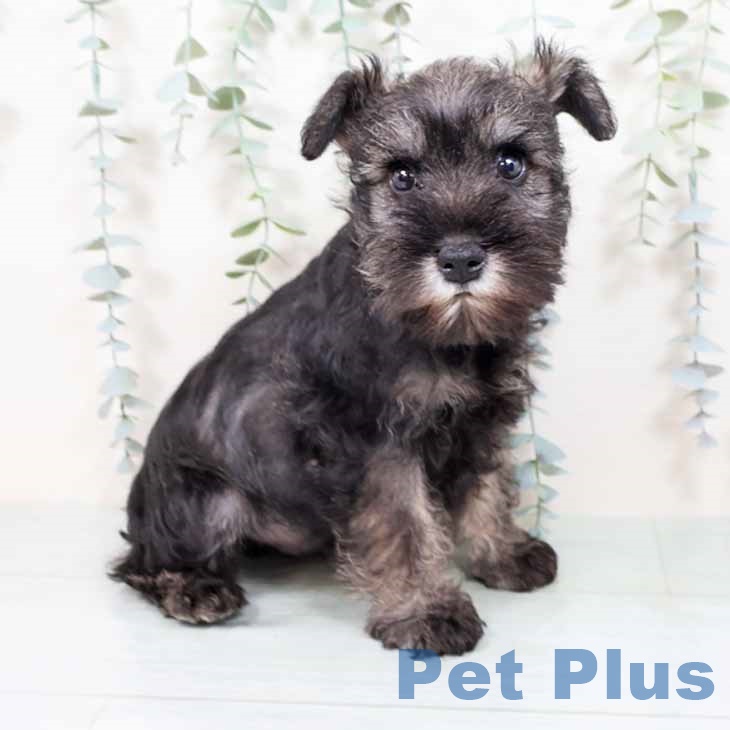 兵庫県のミニチュアシュナウザー (ペットプラス 姫路大津店/2025年11月1日生まれ/男の子/ソルトペッパー)の子犬の1枚目の画像