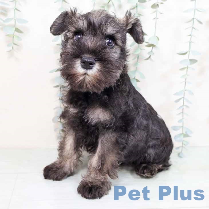 兵庫県のミニチュアシュナウザー (ペットプラス 姫路大津店/2025年11月1日生まれ/男の子/ソルトペッパー)の子犬の2枚目の画像