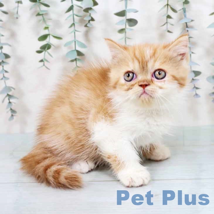 京都府のエキゾチック (ペットプラス イオンモールKYOTO店/2025年11月1日生まれ/女の子/レッドタビーホワイト)の子猫の1枚目の画像