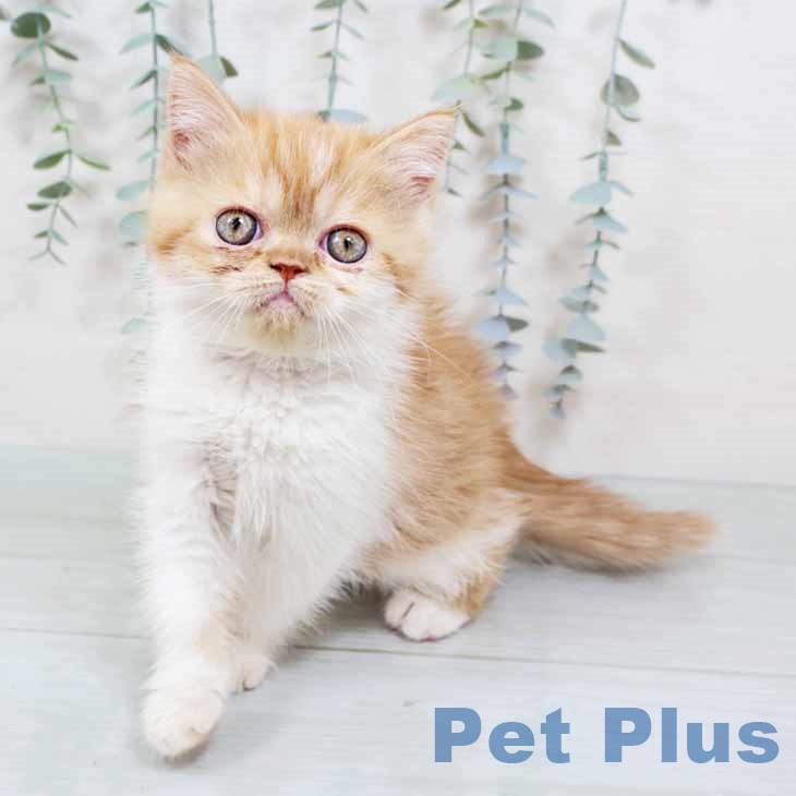 京都府のエキゾチック (ペットプラス イオンモールKYOTO店/2025年11月1日生まれ/女の子/レッドタビーホワイト)の子猫の2枚目の画像