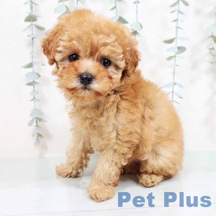 大阪府のトイプードル(トイ) (ペットプラス ららぽーと和泉店/2025年11月2日生まれ/女の子/オレンジフォーン)の子犬