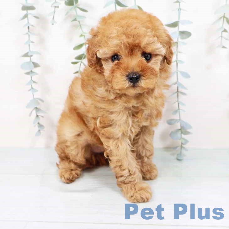 大阪府のトイプードル(トイ) (ペットプラス イオン大日店/2025年11月2日生まれ/女の子/オレンジフォーン)の子犬の1枚目の画像