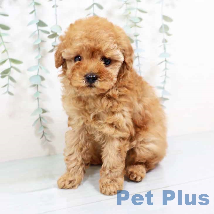 大阪府のトイプードル(トイ) (ペットプラス イオン大日店/2025年11月2日生まれ/女の子/オレンジフォーン)の子犬の2枚目の画像