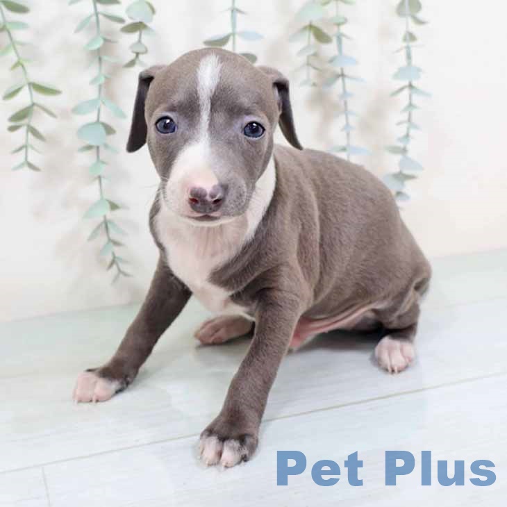 京都府のイタリアングレーハウンド (ペットプラス イオンモールKYOTO店/2025年10月31日生まれ/男の子/ブルーホワイト)の子犬の1枚目の画像