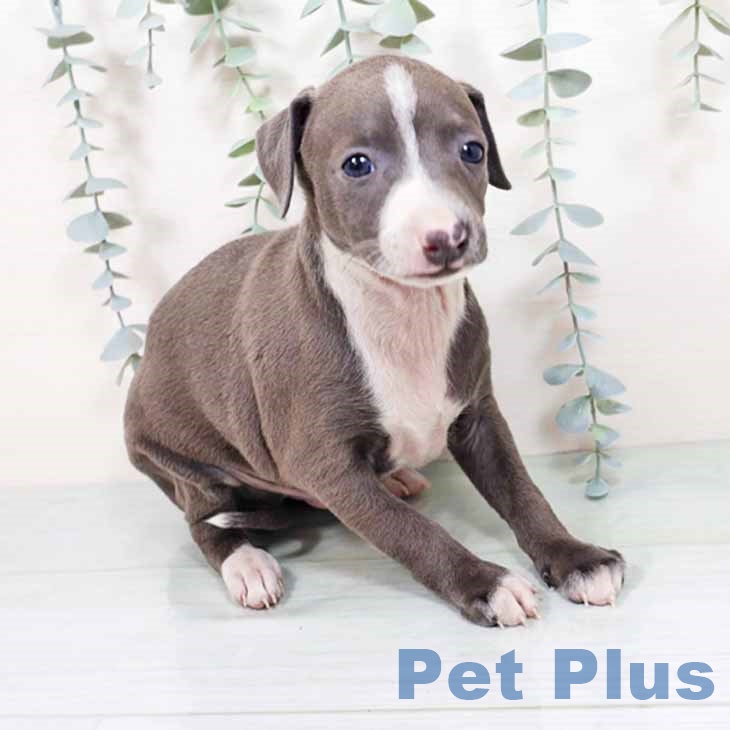 京都府のイタリアングレーハウンド (ペットプラス イオンモールKYOTO店/2025年10月31日生まれ/男の子/ブルーホワイト)の子犬の2枚目の画像