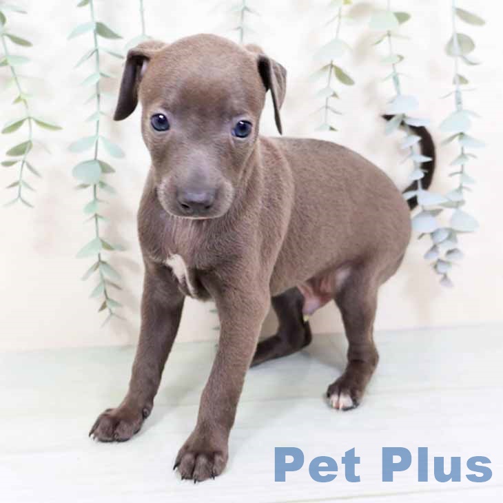 大阪府のイタリアングレーハウンド (ペットプラス 鶴見店/2025年10月31日生まれ/男の子/ブルーホワイト)の子犬