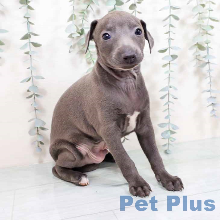 和歌山県のイタリアングレーハウンド (ペットプラス 和歌山店/2025年10月31日生まれ/男の子/ブルーホワイト)の子犬の1枚目の画像
