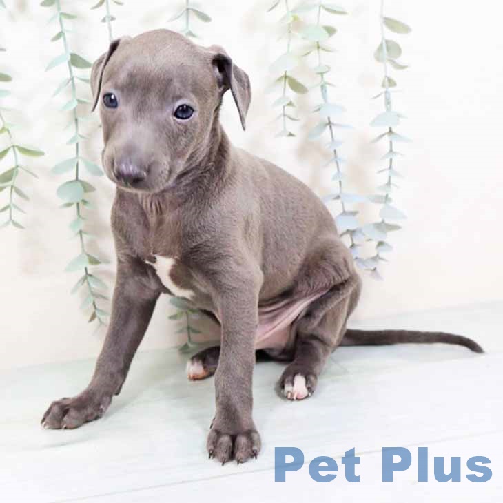 和歌山県のイタリアングレーハウンド (ペットプラス 和歌山店/2025年10月31日生まれ/男の子/ブルーホワイト)の子犬の2枚目の画像