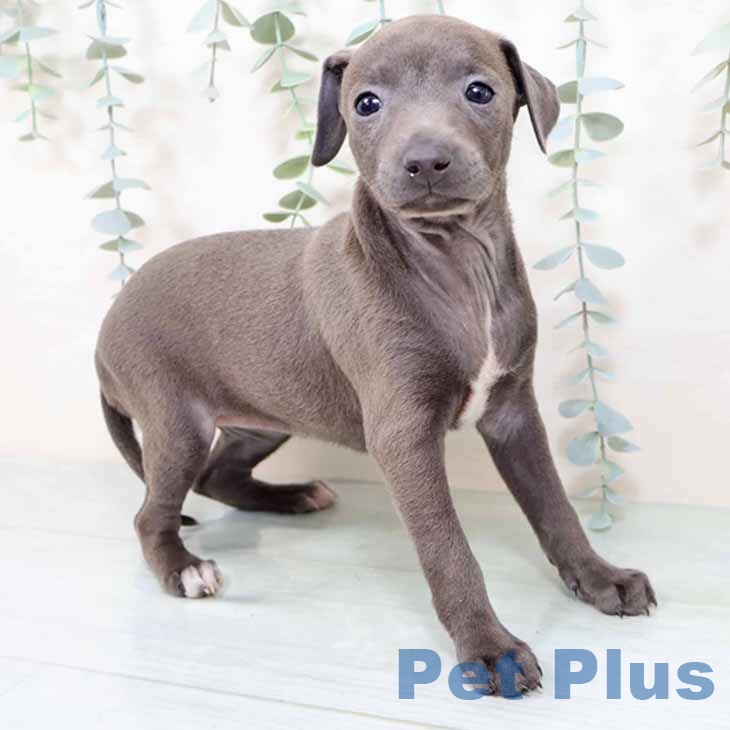 奈良県のイタリアングレーハウンド (ペットプラス 大和郡山店/2025年10月31日生まれ/女の子/ブルーホワイト)の子犬の1枚目の画像