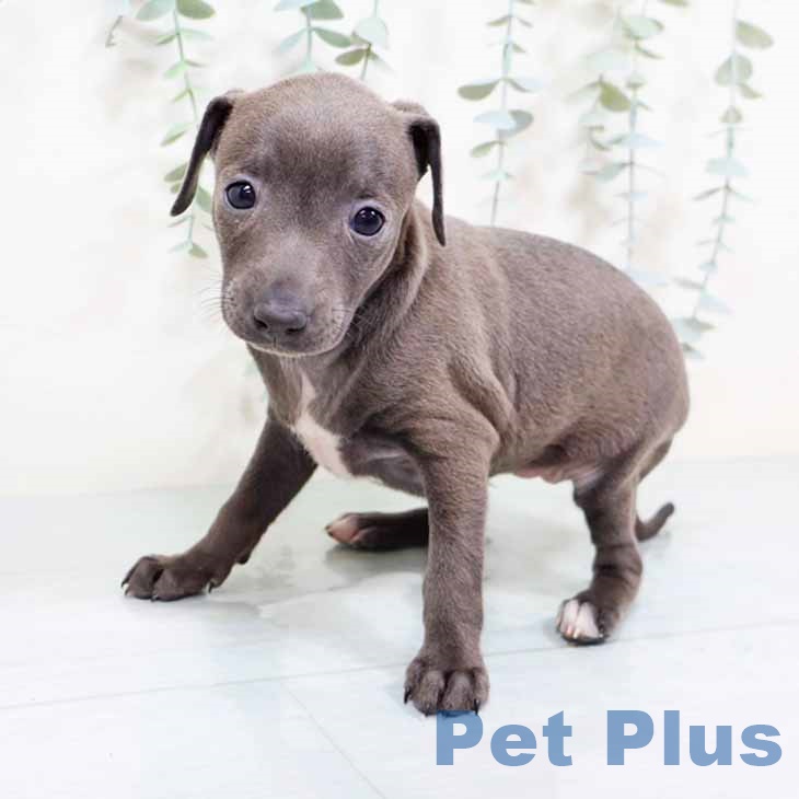 奈良県のイタリアングレーハウンド (ペットプラス 大和郡山店/2025年10月31日生まれ/女の子/ブルーホワイト)の子犬の2枚目の画像