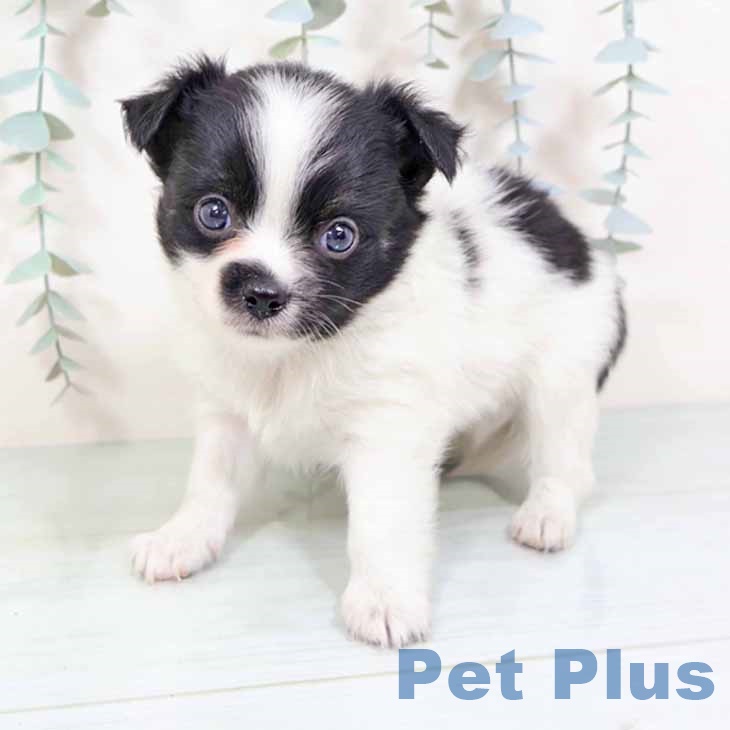 和歌山県のチワワ(ロング) (ペットプラス 和歌山店/2025年10月31日生まれ/男の子/ホワイトブラック)の子犬の1枚目の画像