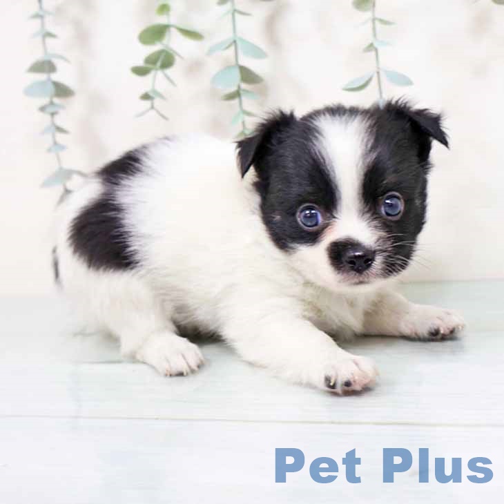 和歌山県のチワワ(ロング) (ペットプラス 和歌山店/2025年10月31日生まれ/男の子/ホワイトブラック)の子犬の2枚目の画像