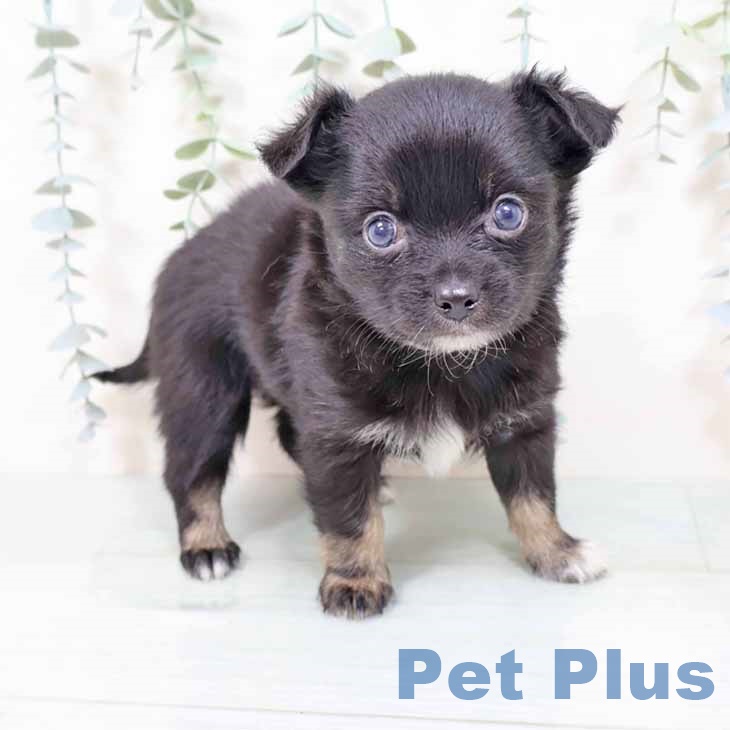 奈良県のチワワ(ロング) (ペットプラス 大和郡山店/2025年10月31日生まれ/女の子/ブラックタンホワイト)の子犬の1枚目の画像