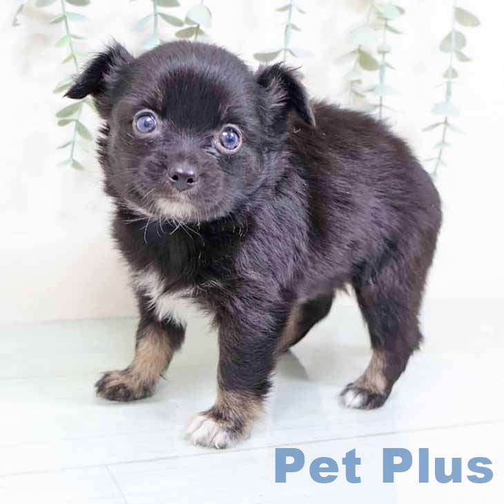 奈良県のチワワ(ロング) (ペットプラス 大和郡山店/2025年10月31日生まれ/女の子/ブラックタンホワイト)の子犬の2枚目の画像