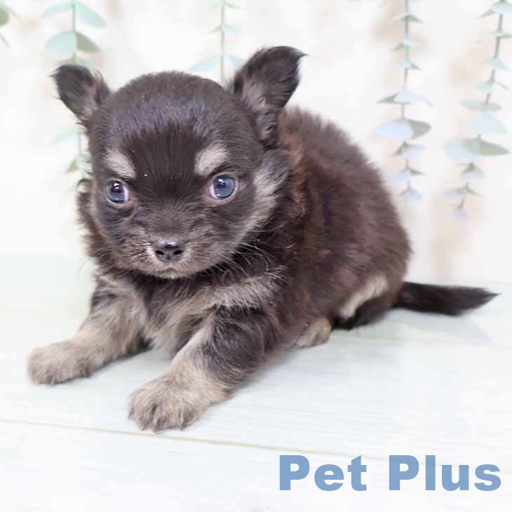 大阪府のチワワ(ロング) (ペットプラス 松原店/2025年10月31日生まれ/女の子/ブラッククリーム)の子犬の1枚目の画像